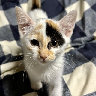 赤坂サカスで待ってます❤️　マリー　2ヶ月