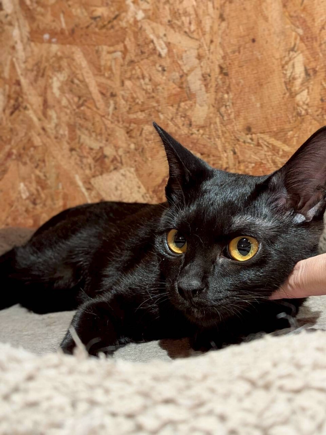 お目々まんまるアスカにゃん」福岡県 - 猫の里親募集(529932) 5枚目の