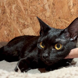 お目々まんまるアスカにゃん