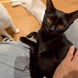 おひざ猫のレイちゃん