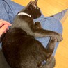 おひざ猫のレイちゃん サムネイル4