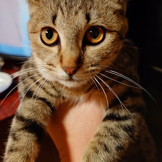 子猫メス2匹　黒トラ、茶トラ