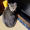 子猫メス2匹　黒トラ、茶トラ サムネイル2