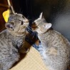 子猫メス2匹　黒トラ、茶トラ サムネイル3