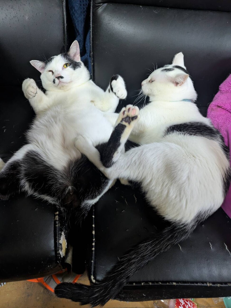 蒼（そう）君と翠（すい）君