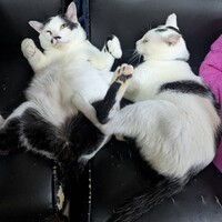 蒼（そう）君と翠（すい）君