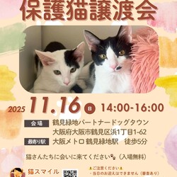 ねこの譲渡会＠大阪市