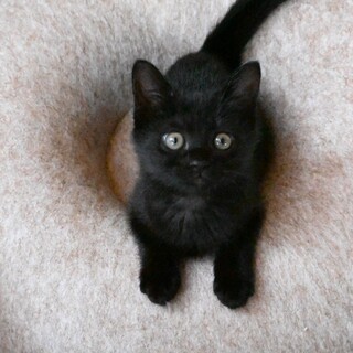 人慣れバツグン ♡アンブレラちゃん2ヶ月