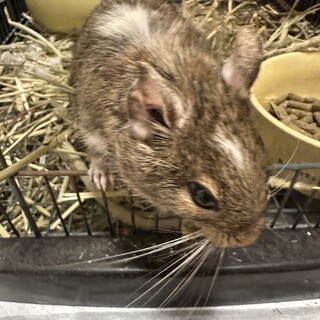 2才のデグー雄里親募集