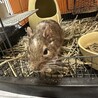 2才のデグー雄里親募集 サムネイル2