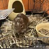 2才のデグー雄里親募集 サムネイル3