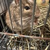 2才のデグー雄里親募集 サムネイル4