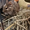 2才のデグー雄里親募集 サムネイル5