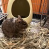 2才のデグー雄里親募集 サムネイル6