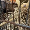 2才のデグー雄里親募集 サムネイル7