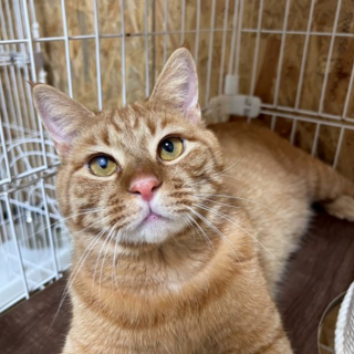 陽気な男の子！文蔵くん