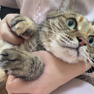 穏やかな猫ライフを楽しみたい方に　キジトラメス