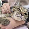 穏やかな猫ライフを楽しみたい方に　キジトラメス サムネイル2