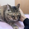 穏やかな猫ライフを楽しみたい方に　キジトラメス サムネイル3