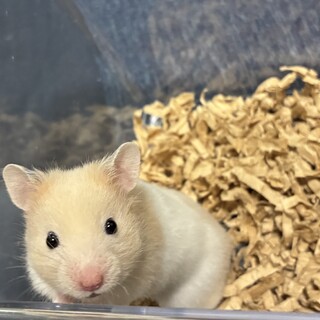 ハムスターの子供