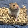 ハムスターの子供 サムネイル2