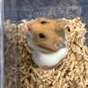 ハムスターの子供 サムネイル3