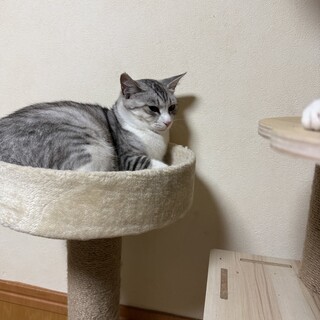 おしとやかなキジシロの女の子(きょうだいネコ)