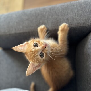 捨てられた兄妹