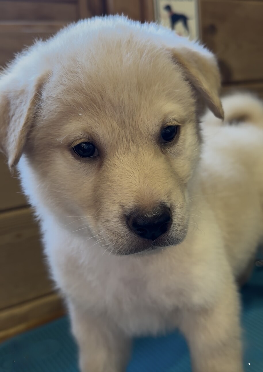 募集者多数のため 一旦停止します サムネイル4