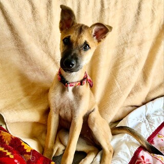 【徳島県より】スレンダーで活発な女の子！人大好き