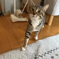 甘え上手なキジシロの男の子(きょうだいネコ)