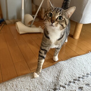 甘え上手なキジシロの男の子(きょうだいネコ)