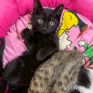 甘えん坊の男の子です