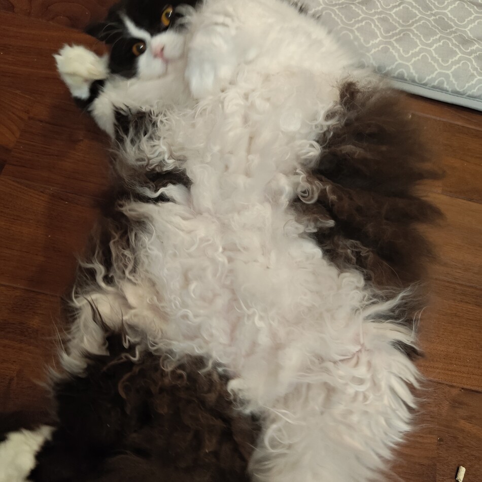 ネロのカバー写真