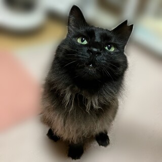 かわいくて甘えん坊なモコモコさん