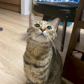 困り顔の甘えた　ライムちゃん 2歳