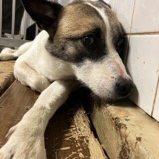 殺処分対象❗️収容期限11/13迄❗️延長なし