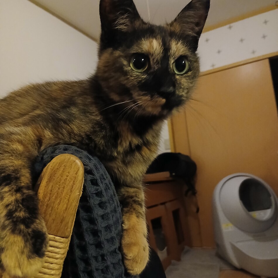 すもものカバー写真