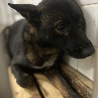 殺処分対象❗️収容期限11/14迄❗️延長なし