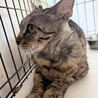 みずたま♀スポット柄の猫約3～5歳 サムネイル4