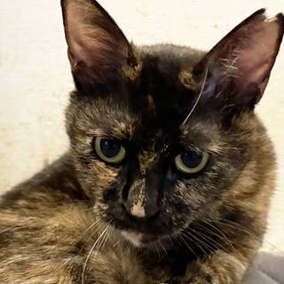 さぼてん♀シッポが短い猫2〜4歳