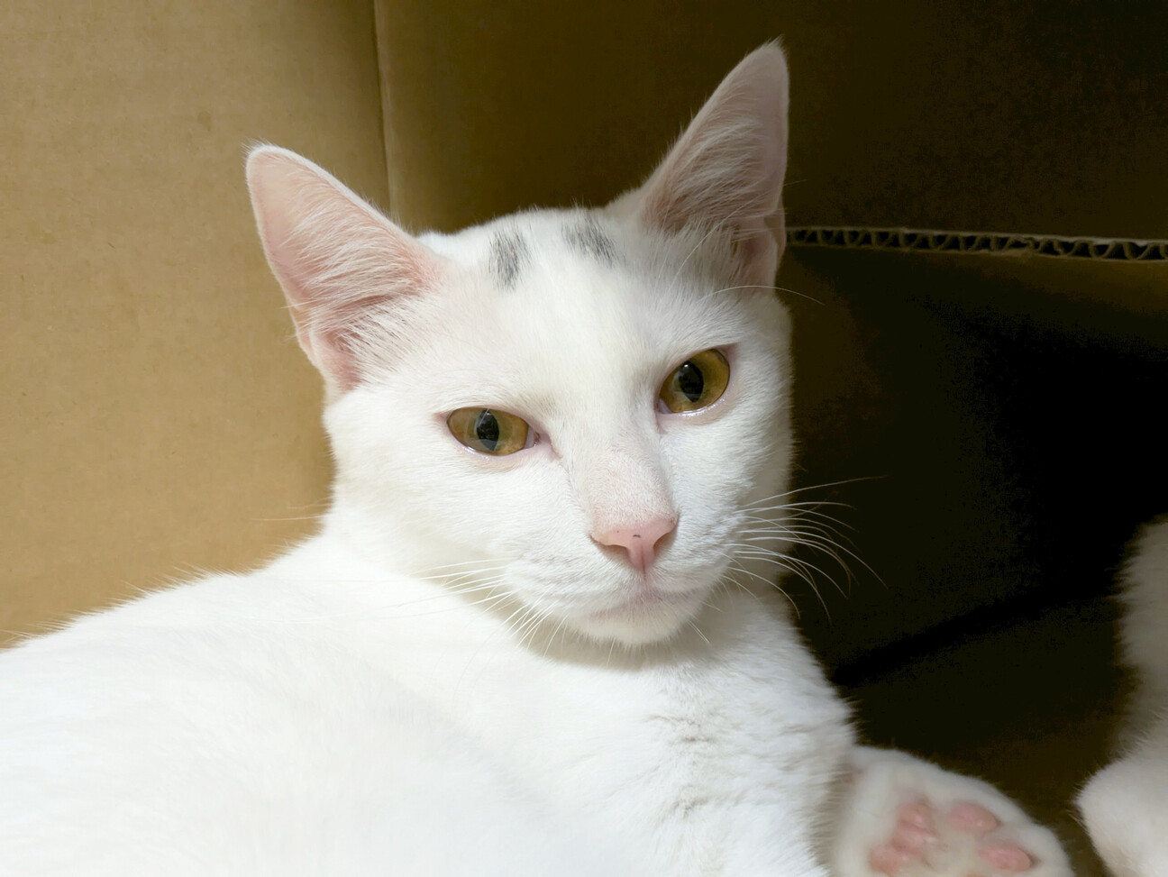 はく♂白猫そっくり兄妹猫8ヵ月」東京都 - 猫の里親募集(529956