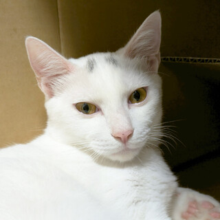 はく♂白猫そっくり兄妹猫8ヵ月