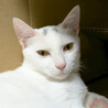 はく♂白猫そっくり兄妹猫8ヵ月 サムネイル4