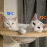 はく♂白猫そっくり兄妹猫8ヵ月 サムネイル5