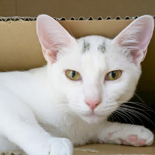 むく♀白猫そっくり兄妹猫8ヵ月」東京都 - 猫の里親募集(529957