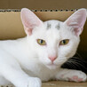むく♀白猫そっくり兄妹猫8ヵ月 サムネイル4