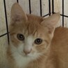 春菊♀好奇心旺盛な茶白猫♀6ヵ月半 サムネイル4