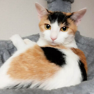 みつびし♀一人で頑張った三毛猫4ヵ月半