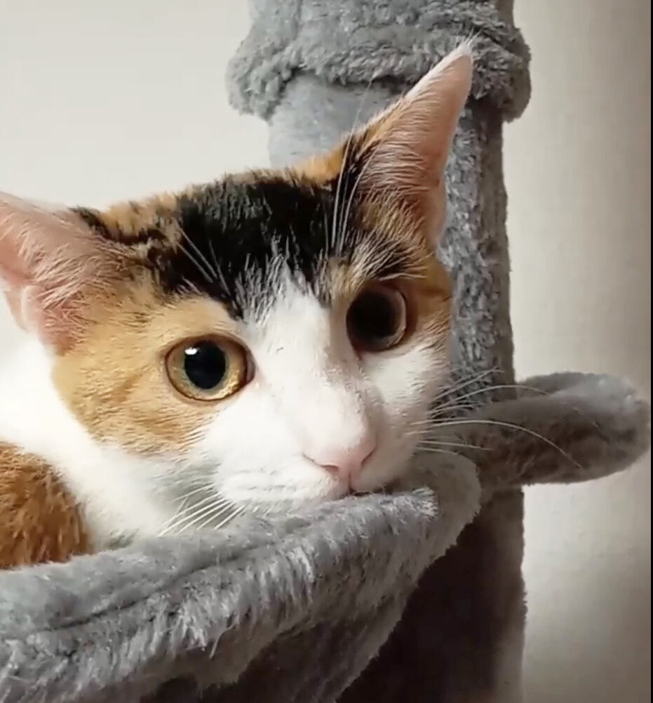 みつびし♀一人で頑張った三毛猫4ヵ月半 サムネイル2